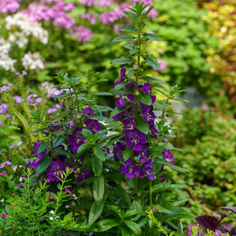 Angelonia (Summer Snapdragon)