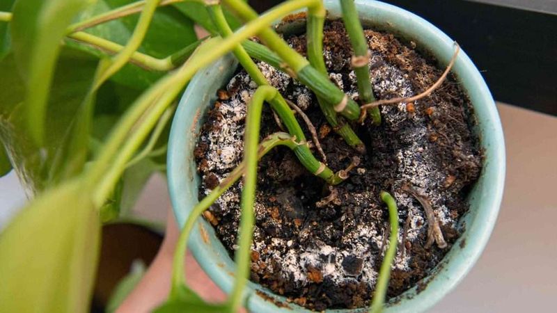 Check for salt buildup and drainage trouble