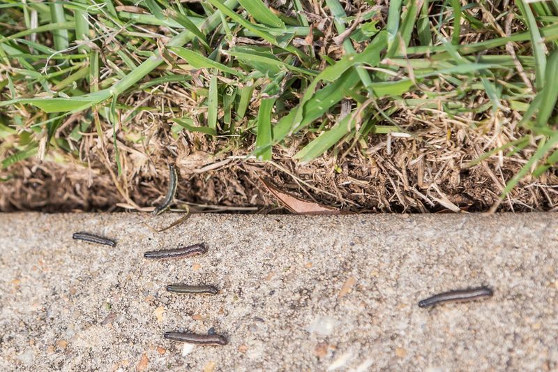 Visible Caterpillars