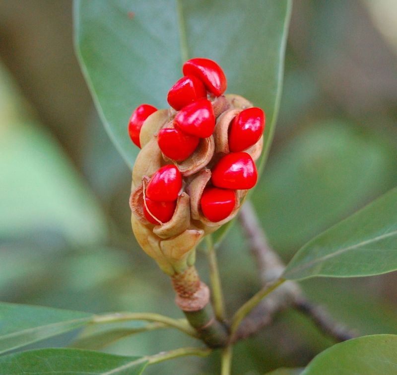 Sweetbay Magnolia
