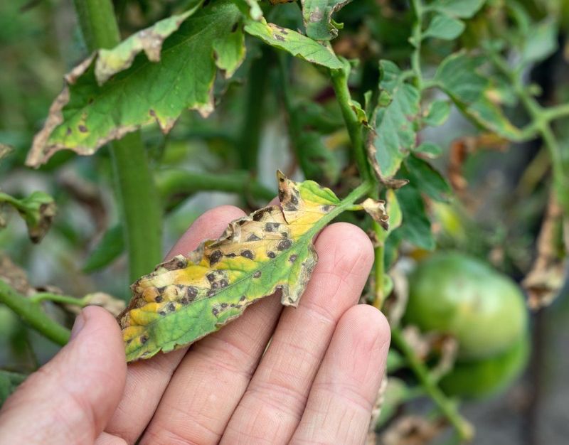 Handling Wet Plants and Spreading Disease by Touch