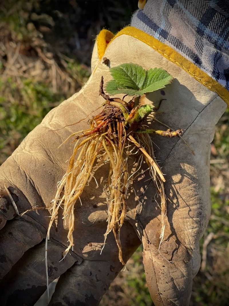 Planting dates vary by region and plant type