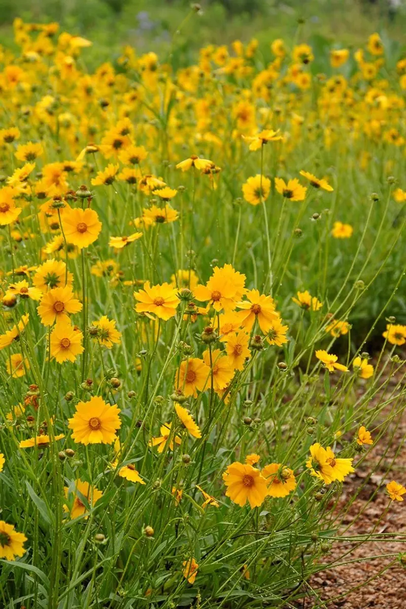 Lanceleaf Coreopsis (Coreopsis lanceolata)