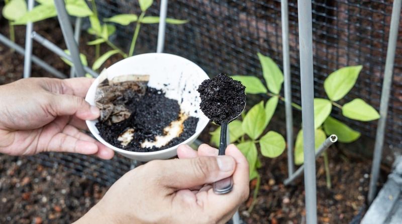Coffee Grounds
