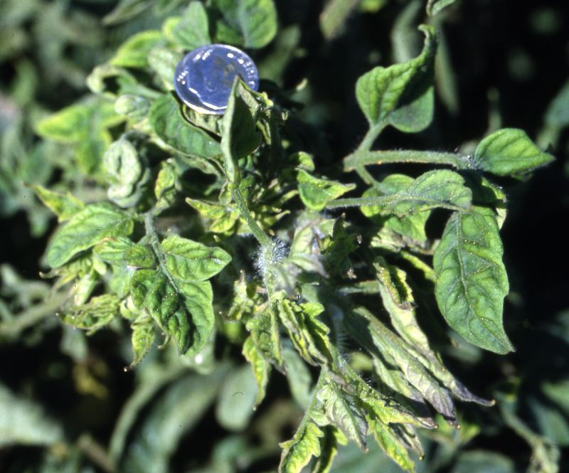 Beet Curly Top Virus (BCTV)