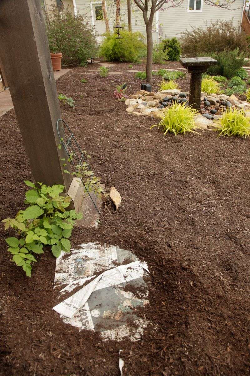 Newspaper Under the Mulch