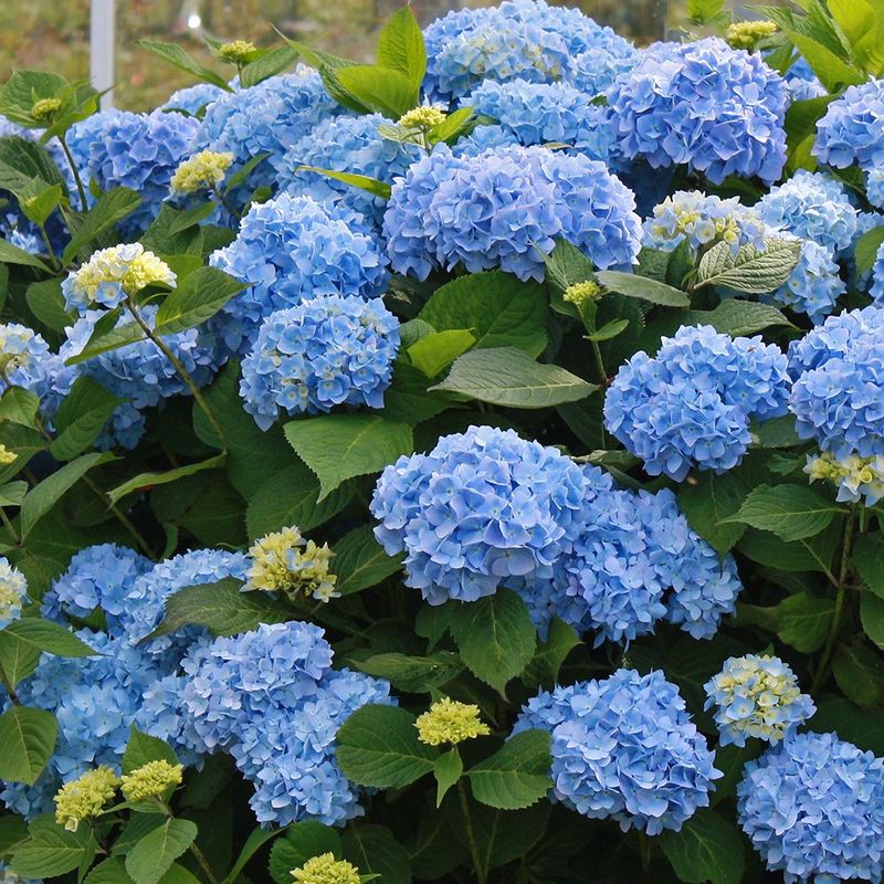 First, Find Out Which Hydrangea You Own