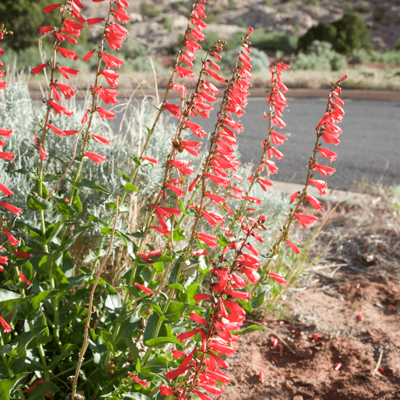 Penstemon