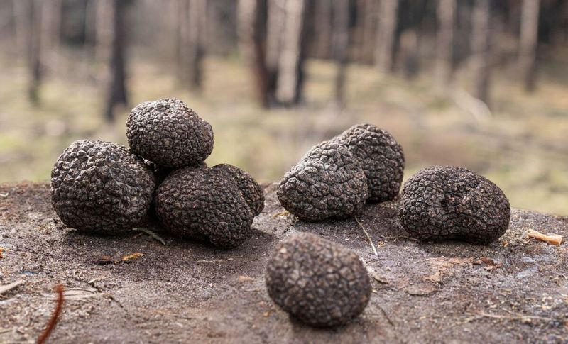 Truffles
