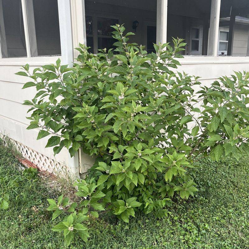 An arching shrub makes an informal edge, not a solid wall