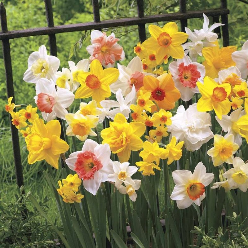 Daffodils (Narcissus)