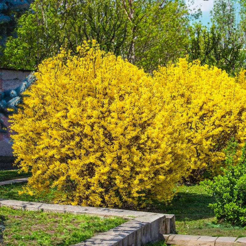 Forsythia