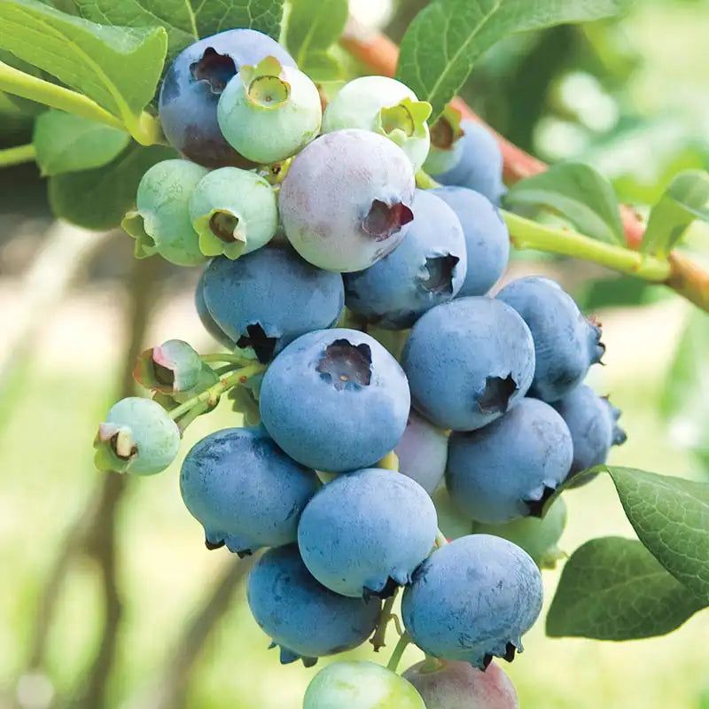 Bluecrop Blueberry