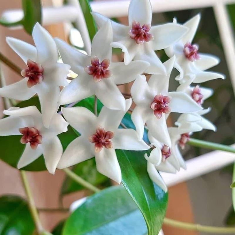 Hoya 'Iris Marie'