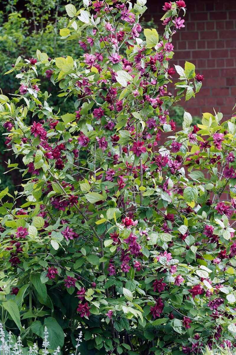 Let the established shrub deliver the spring moment