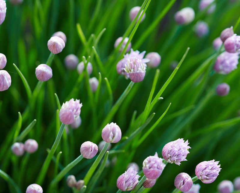Chives