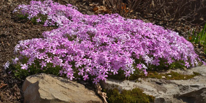 Moss phlox creates a spring-flowering mat