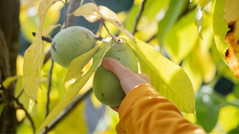 Harvest by feel, then move quickly