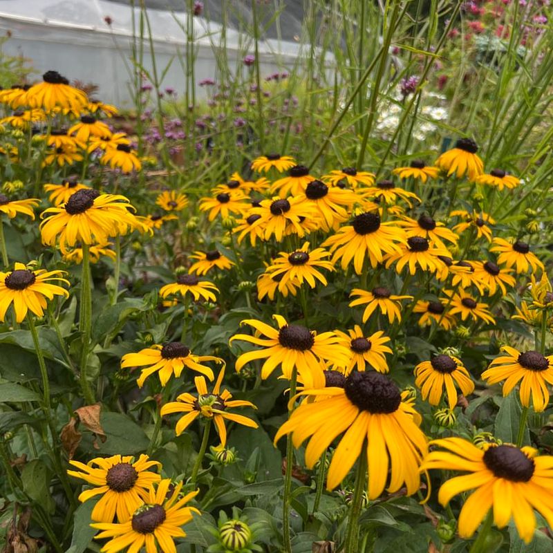 Black-Eyed Susan (Rudbeckia)