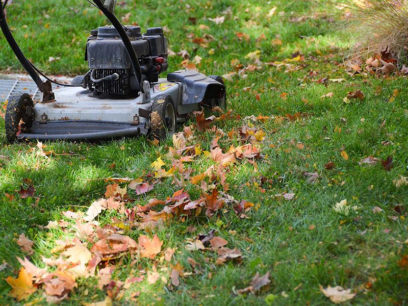 What changes when leaves are mulched?