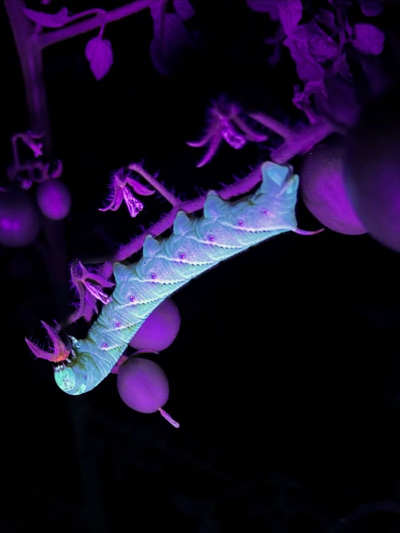 Hunt Hornworms at Dusk With a Flashlight