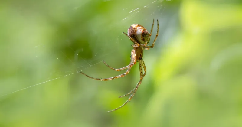 Fewer Spiders Does Not Automatically Mean a Better Yard