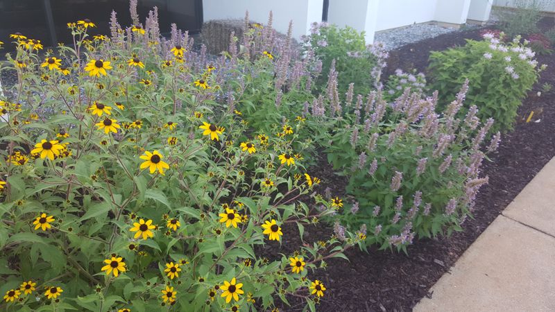 Native blooms support the yard, but they do not relocate an established nest