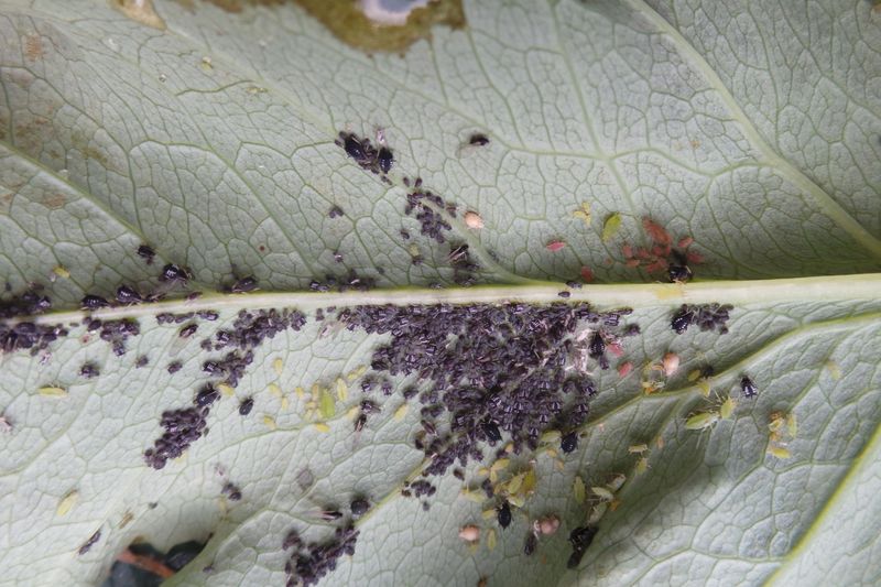 Check for Pests Hiding on the Underside