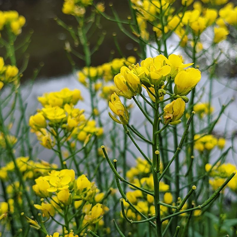 Wild and Field Mustard