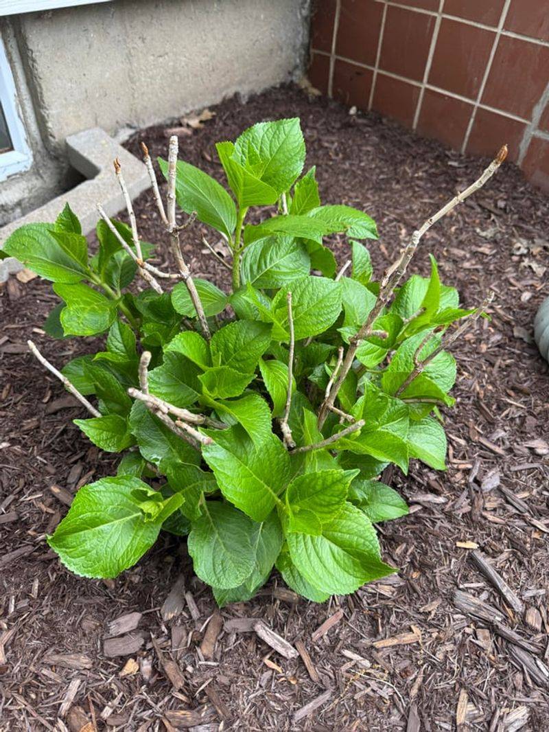 The Bloom Is Missing, Not Necessarily the Plant