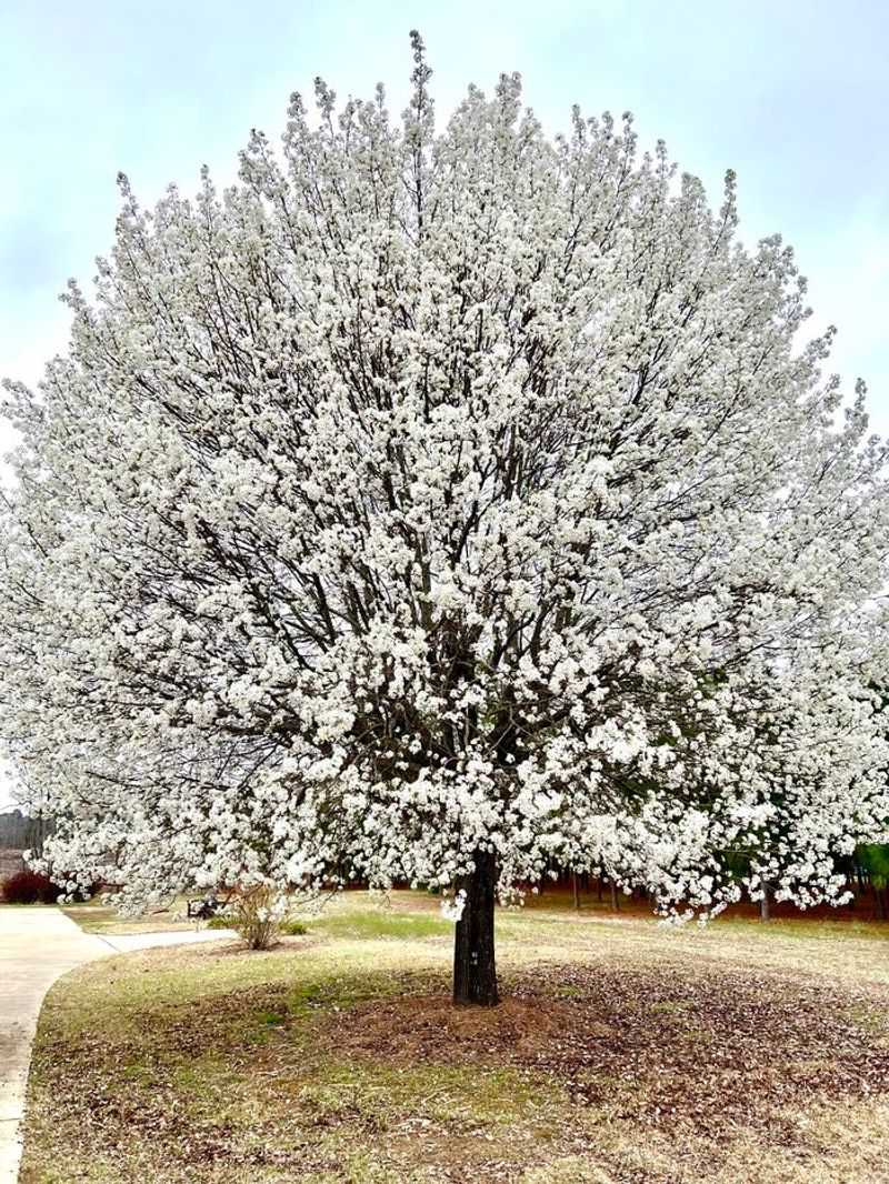 Bradford (Callery) Pear