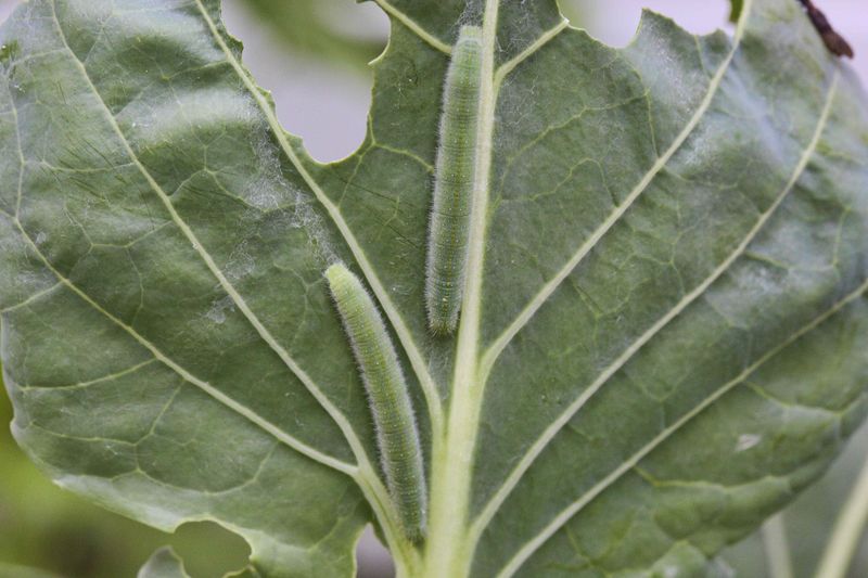 Inspect the growing point for injury and pest damage