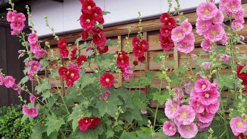 Other sources and garden conditions still matter