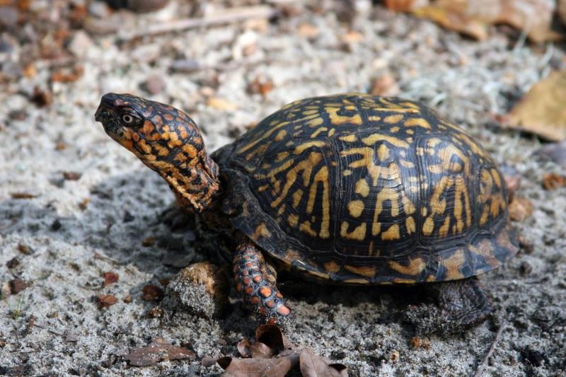 A Healthy Box Turtle in Your Yard Usually Belongs There