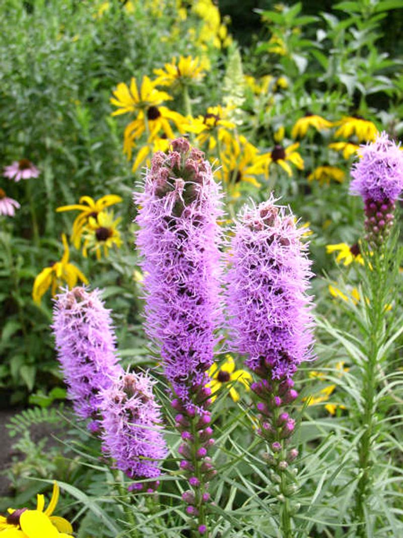 Dense Blazing Star (Liatris spicata)