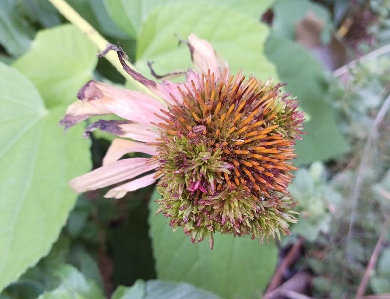 Remove diseased plants instead
