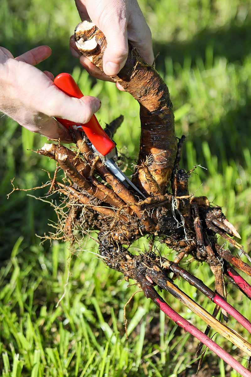 Improve Air Circulation and Consider Dividing Crowded Plants