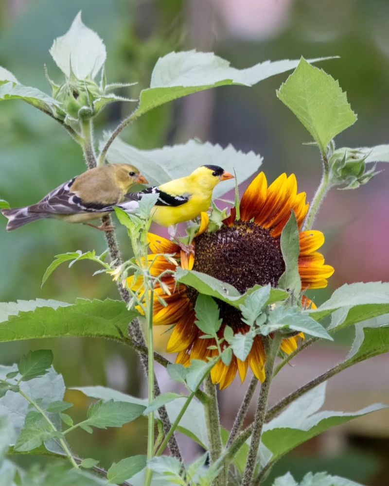 Late summer combines several goldfinch activities