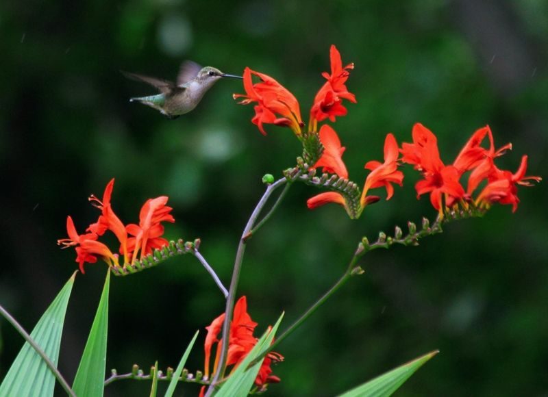 Orange Crocosmia (Crocosmia 'Lucifer' relatives)