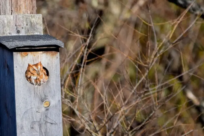 Your habitat determines which owl might use a box