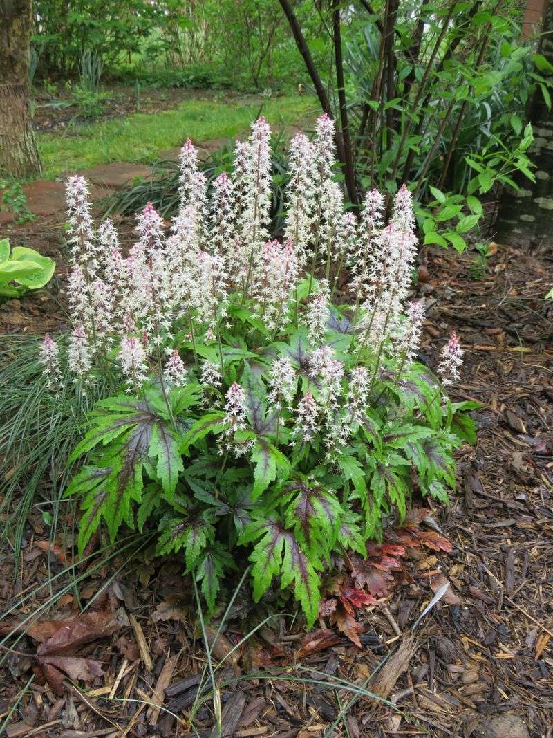 Match moist shade with plants that can handle it