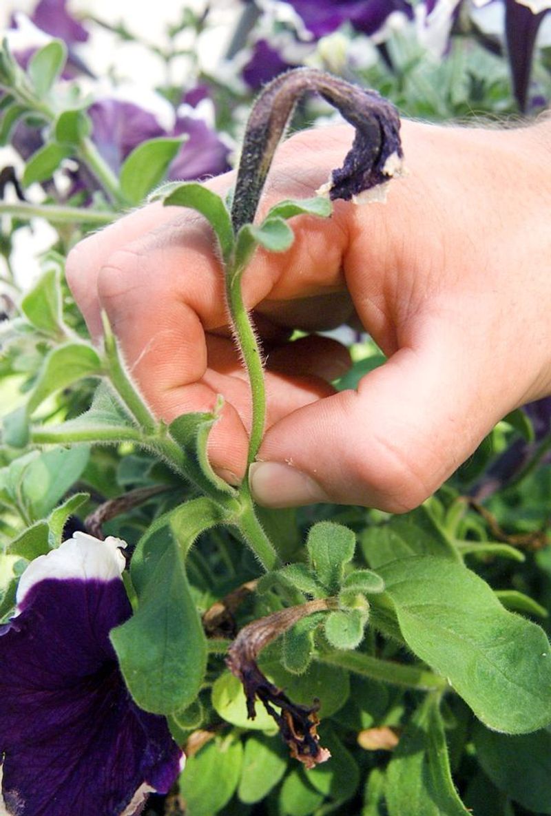 Deadhead the bloom and its seed-forming base