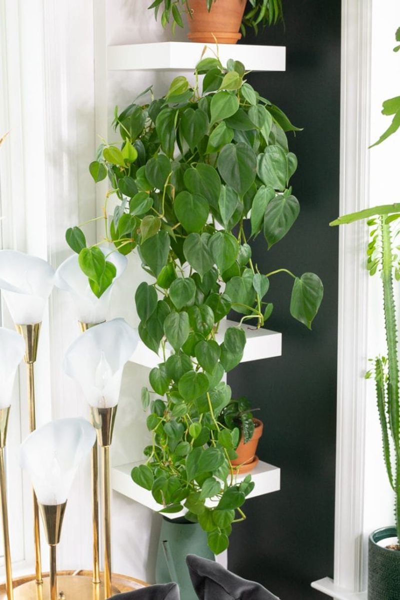Heartleaf Philodendron (Philodendron hederaceum)
