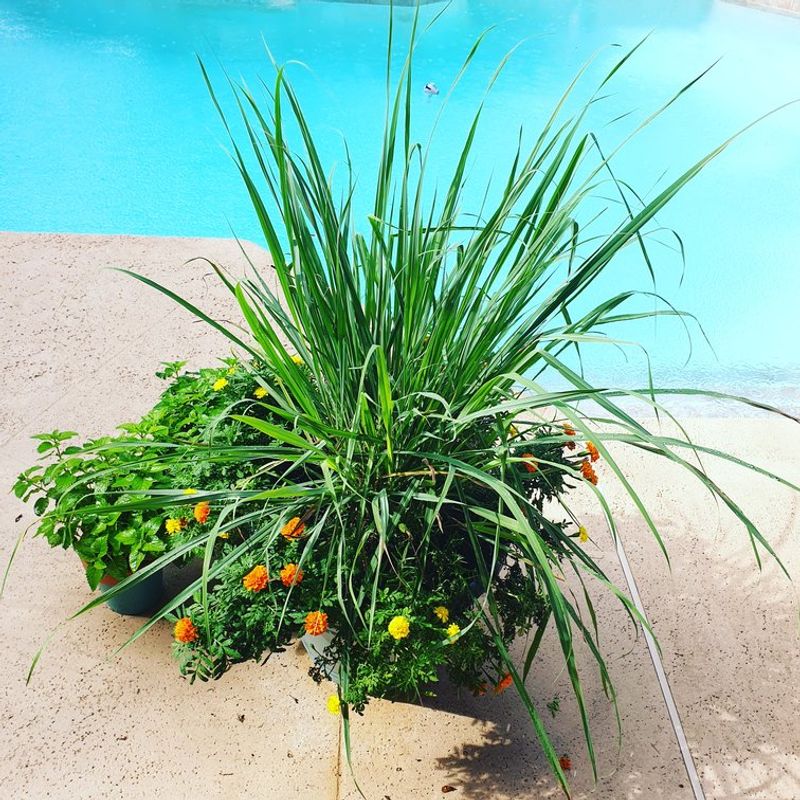 Lemongrass