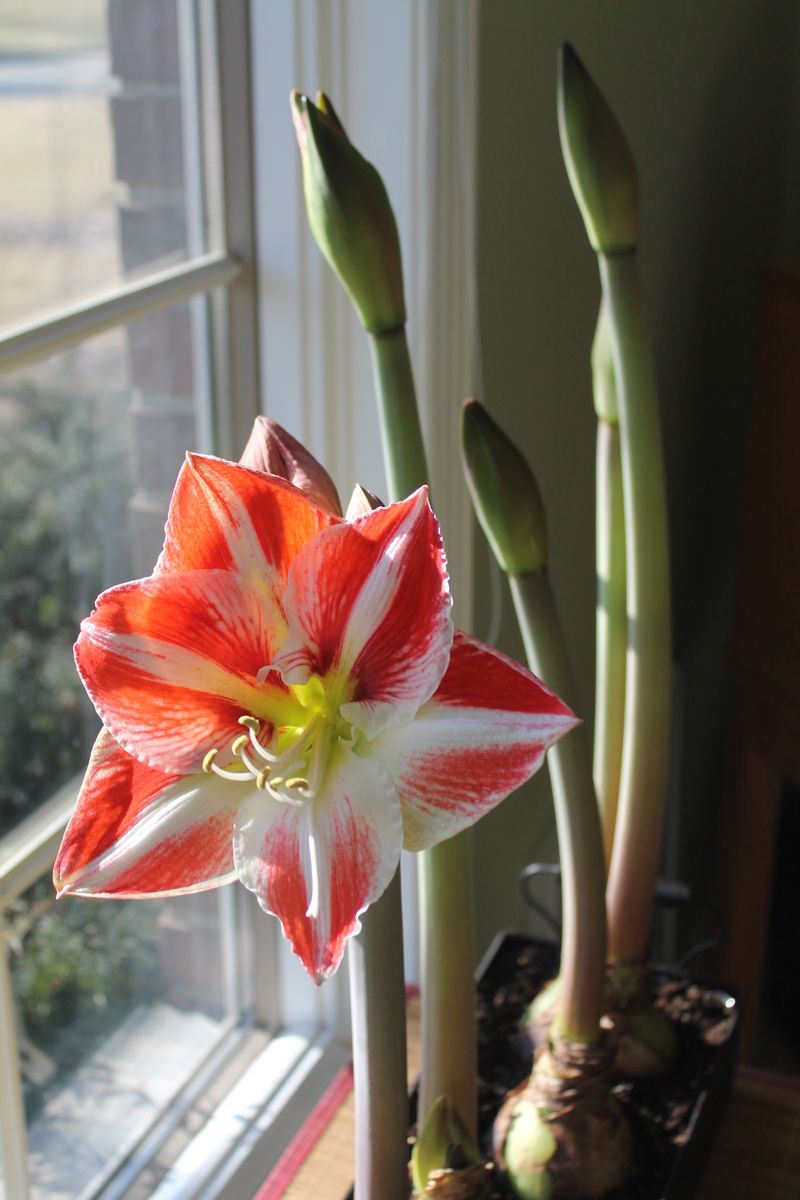 Christmas bloom is a schedule, not a promise