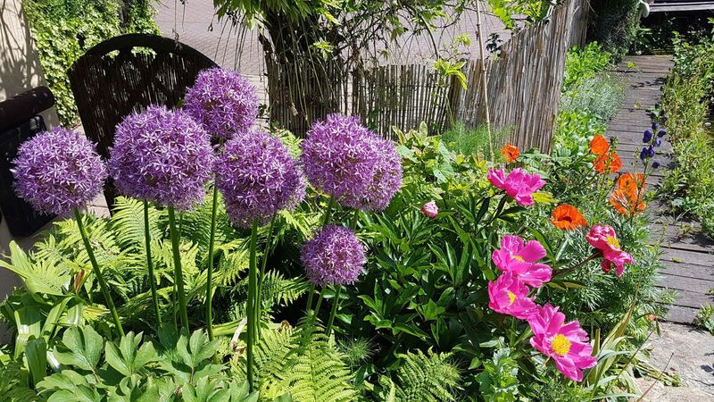 Allium may return, but it is not a permanent bulb