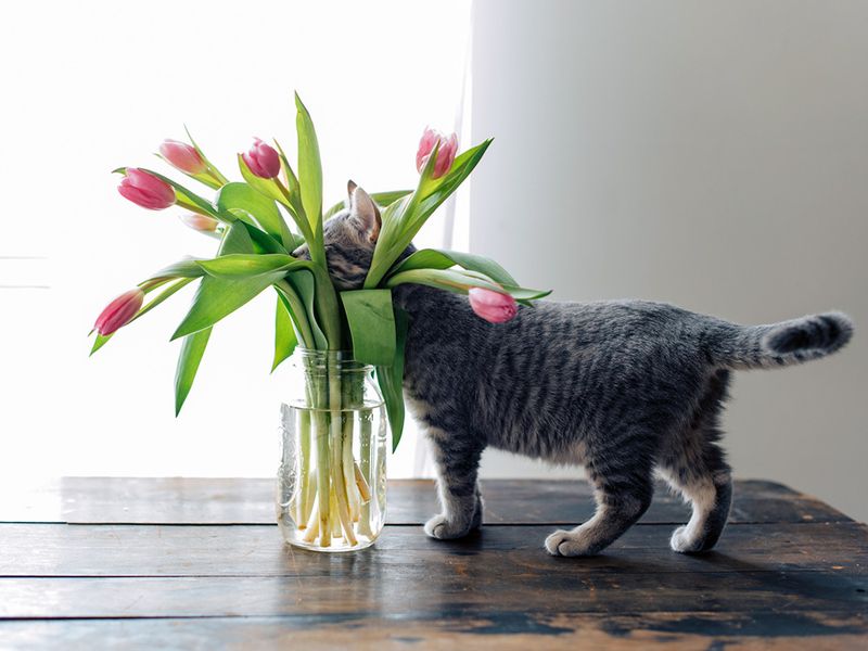 Tulip