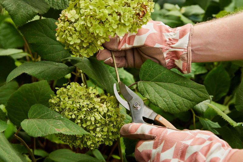 Prune Correctly For Your Hydrangea Type