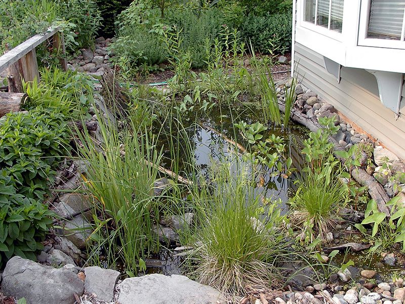 Breeding water can draw toads beyond the garden