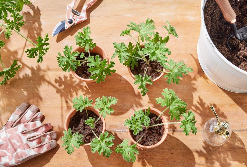 One healthy tip can preserve a favorite bloom